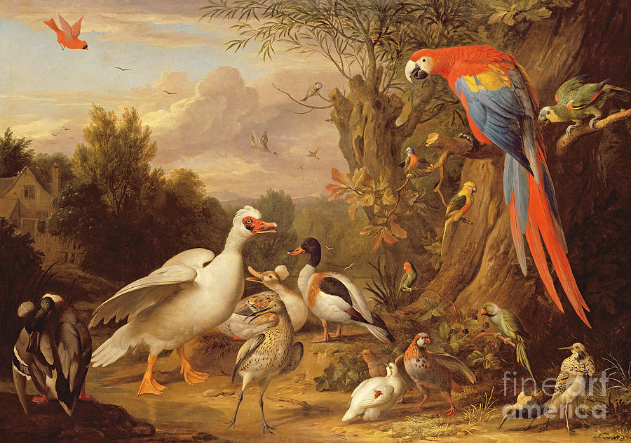 A Macaw - Ducks - Parrots and Other Birds in a Landscape Photograph by ...