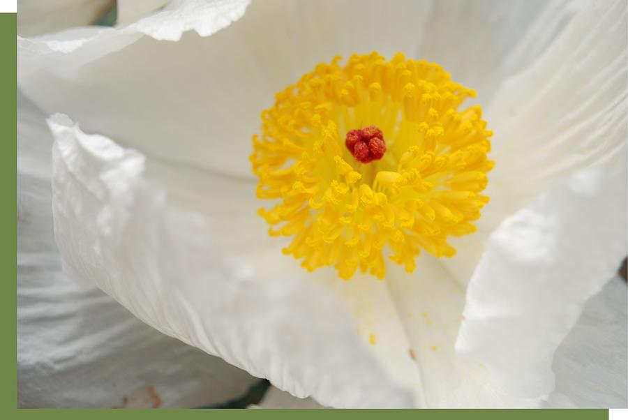 Poppy Photograph - A Macro of a White Mexican Poppy Flower by Jennifer Holcombe