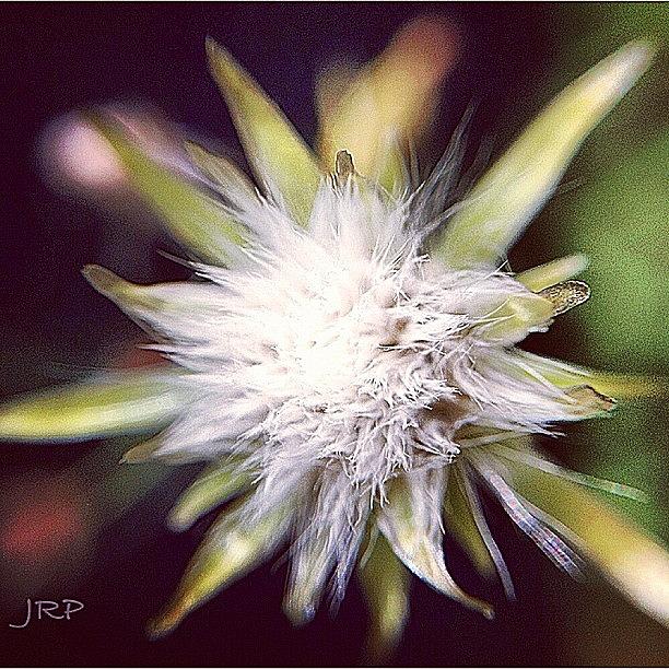 A Macro Shot Of A Weed... But Close Up Photograph by Julianna Rivera-Perruccio