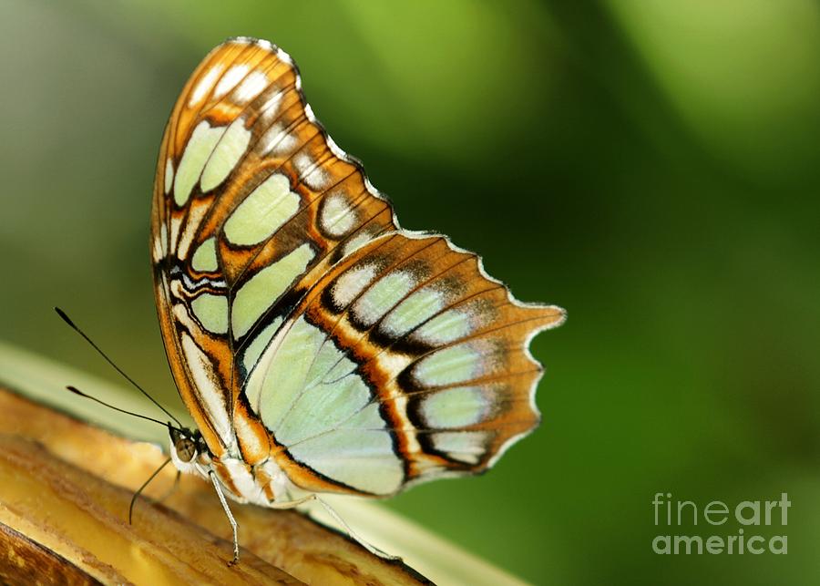 A Malachite Butterfly Photograph by Sabrina L Ryan