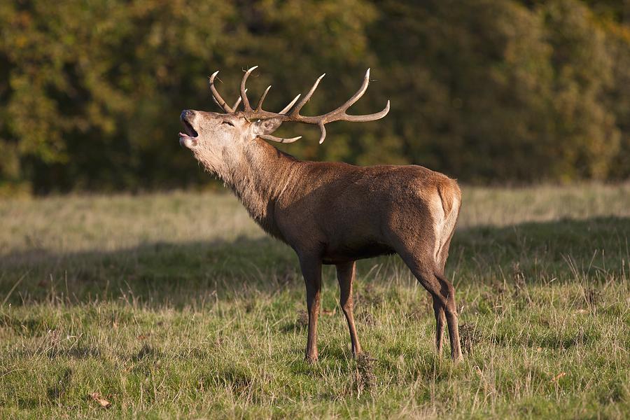 A Male Deer Cervidae Calling North Photograph by John Short