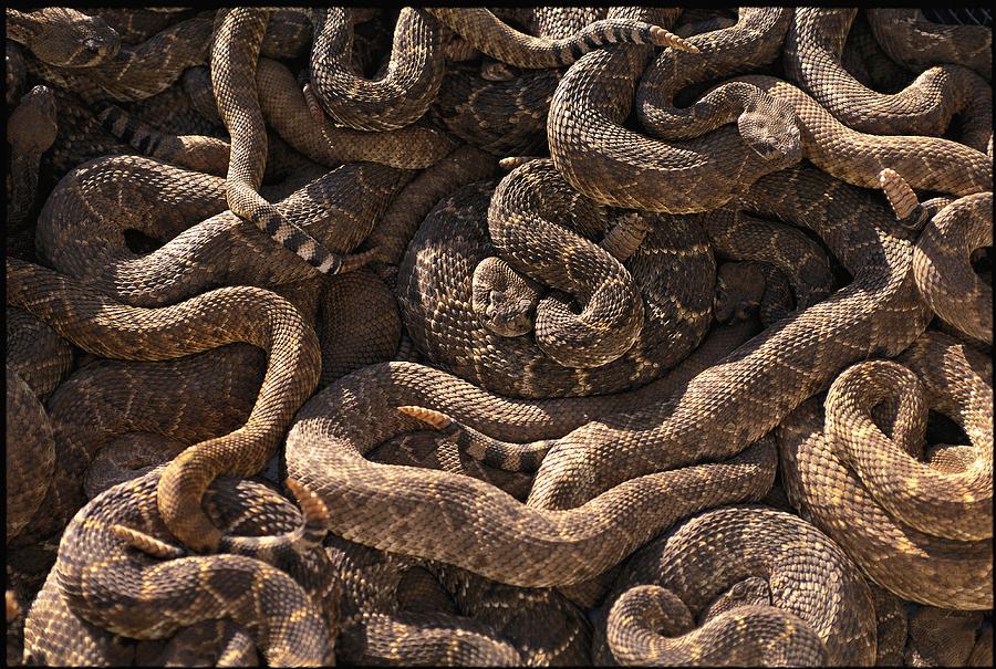 A Mass Of Live Diamondback Rattlesnakes by Joel Sartore