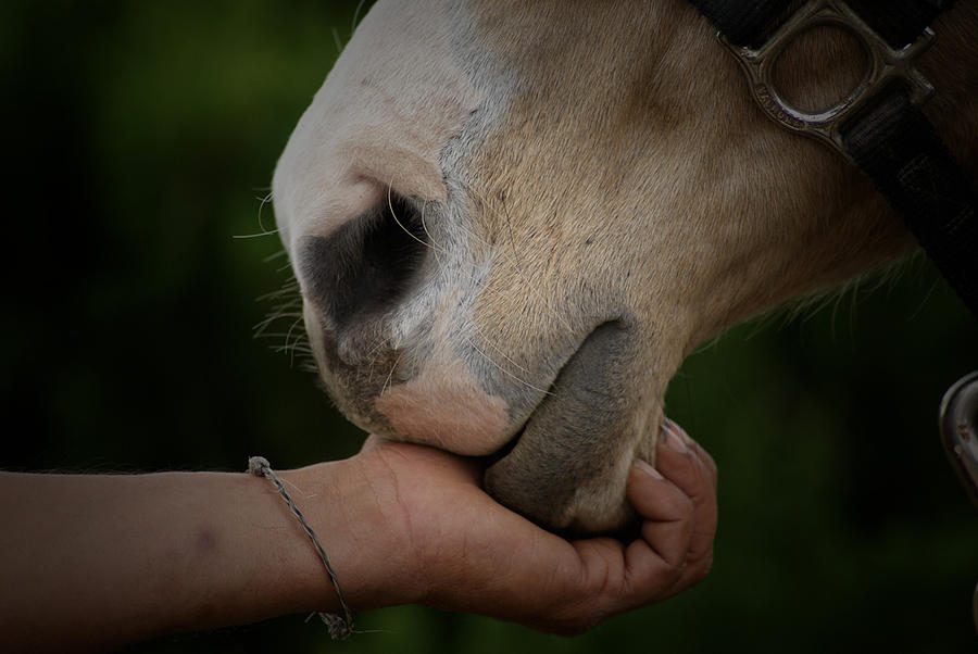 Horse Photograph - A Matter of Trust by Andy Blake
