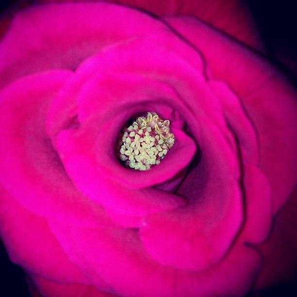 Nature Photograph - A Micro Shot Of A Rose by Julianna Rivera-Perruccio