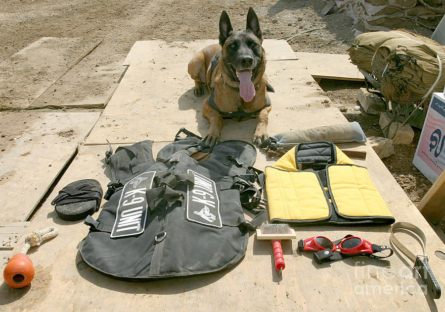 A Military Police Dog Sits Photograph by Stocktrek Images