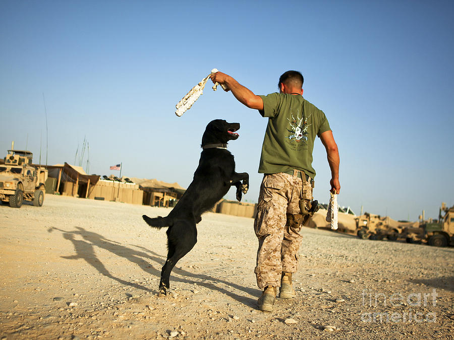 Labrador Retriever Photograph - A Military Working Dog Handler Conducts by Stocktrek Images