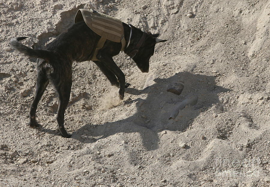 Animal Photograph - A Military Working Dog Searches An Area by Stocktrek Images