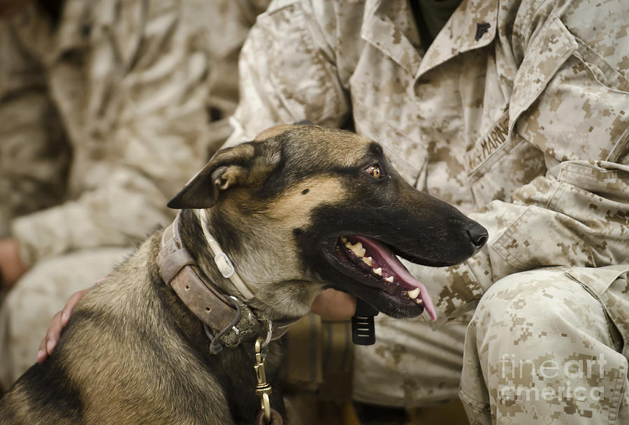 A Military Working Dog Sits At The Feet Photograph by Stocktrek Images