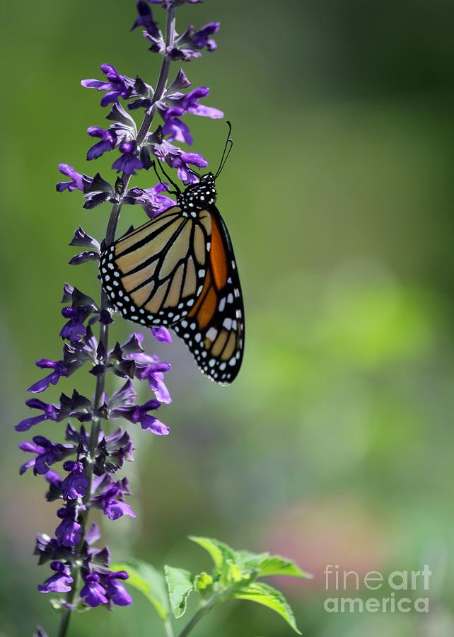 Butterfly Photograph - A Moment in Time by Sabrina L Ryan