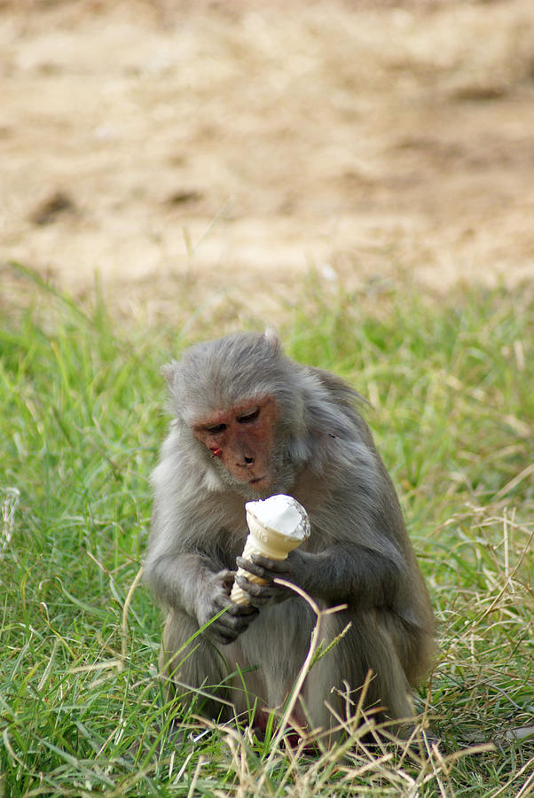 Ice Cream Photograph - A monkey enjoying an ice cream cone inside Delhi Zoo by Ashish Agarwal