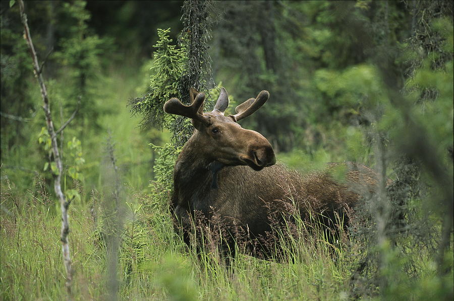 A Moose Stands In Tall Grass Photograph by Melissa Farlow
