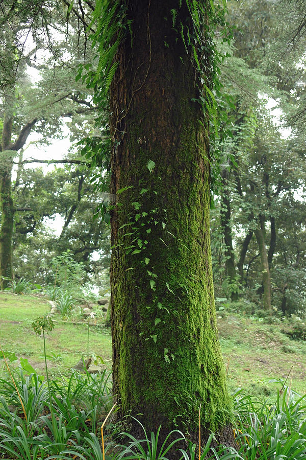 A moss covered beautiful tree in McLeodganj Photograph by Ashish Agarwal