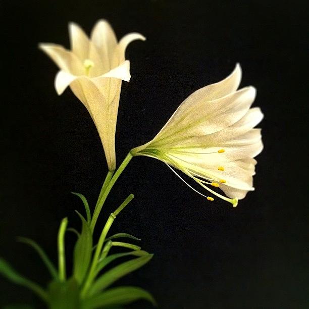 A Most Unusual, Flat, Easter Lily Photograph by Kim Hudson