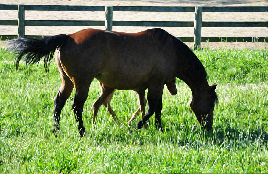 Horse Photograph - A Mother and Little One by Bill Cannon