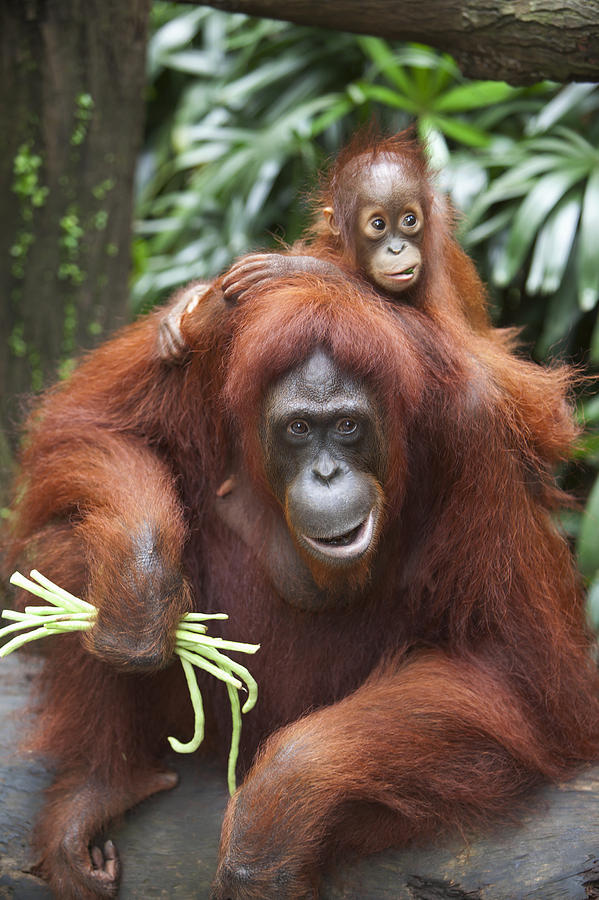 A Mother  Orangutan  Eats Vegetables With Photograph by Deddeda