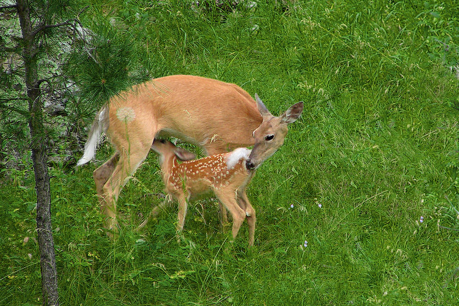 A Mother's Love - Doe and Fawn Photograph by Christine Till