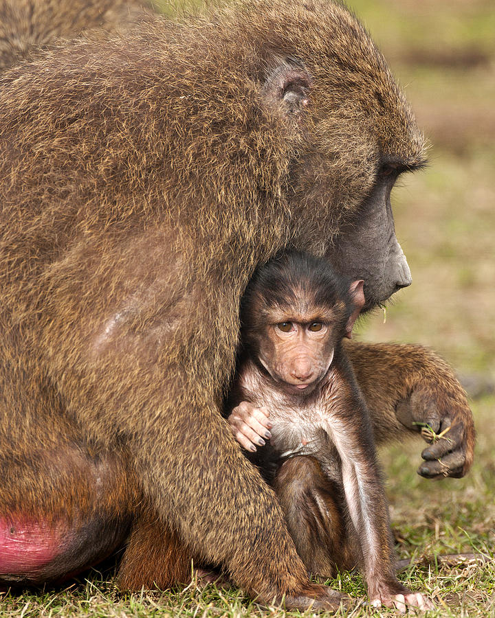 A Mothers Love Photograph by Paul Scoullar