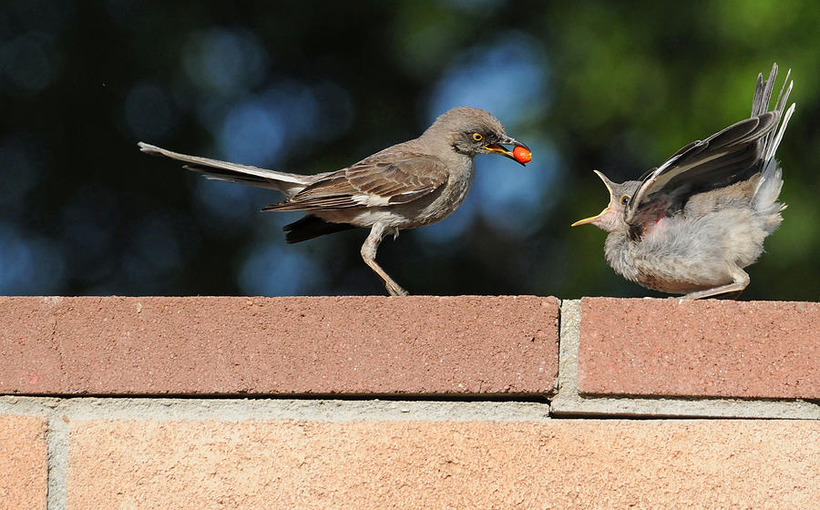 Bird Photograph - A Mothers Work is Never Done by Lynn Bauer