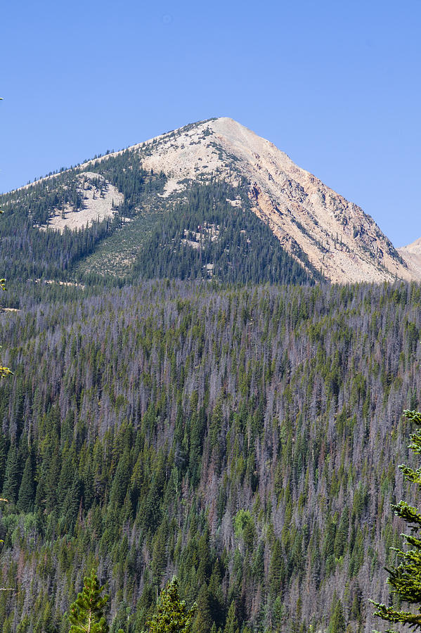 Rocky Mountain National Park Photograph - A mountain peak and trees damaged by pine beetles at Rocky Mount by Ellie Teramoto