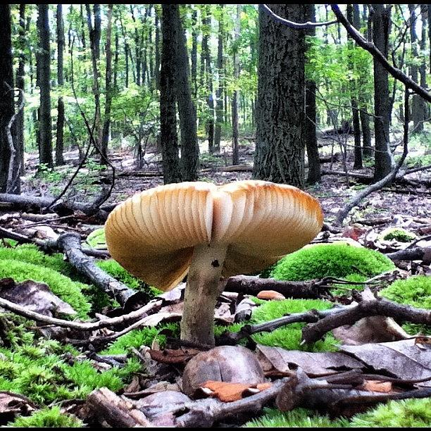 Mushroom Photograph - A Mushroom On The Mountain. #mushroom by Charles Dowdy