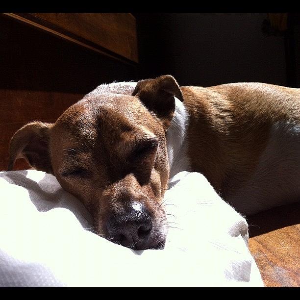 Dog Photograph - A Nap In The Sun!! #popular #dog by Adriana Guimaraes