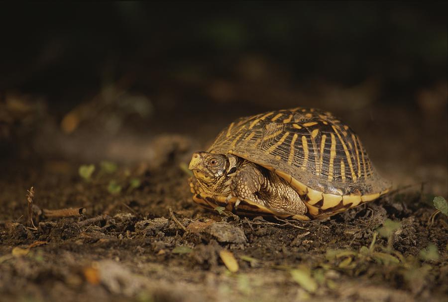 A Nervous Female Ornate Box Turtle Photograph by Joel Sartore