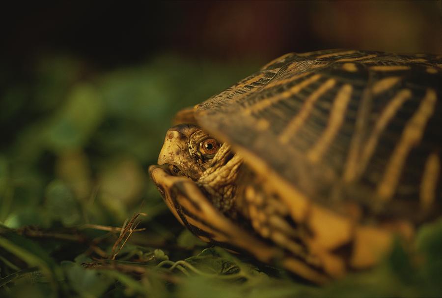 A Nervous Ornate Box Turtle Retreats Photograph by Joel Sartore