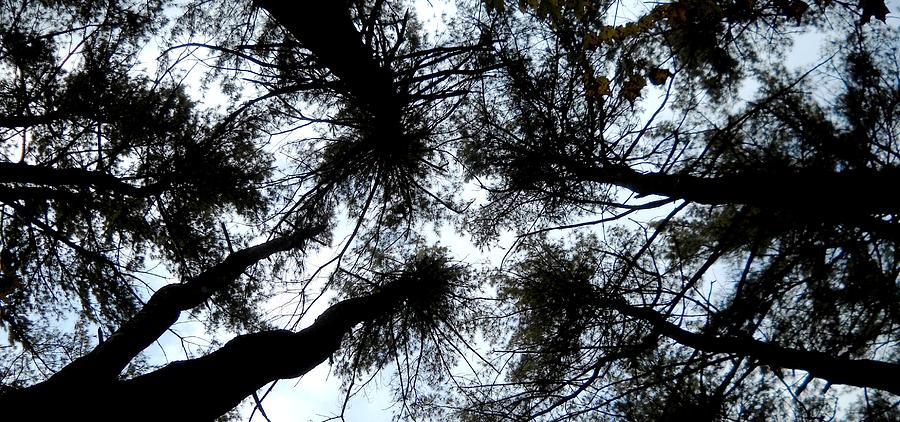A New Sky Through Branches Photograph by Edwin Alverio