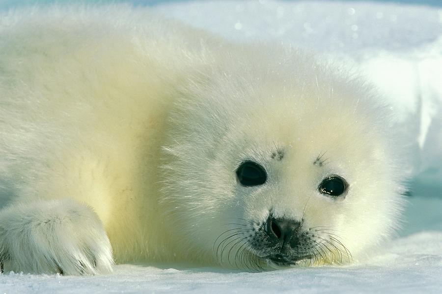 A Newborn Harp Seal Pup In A Thin Photograph by Norbert Rosing