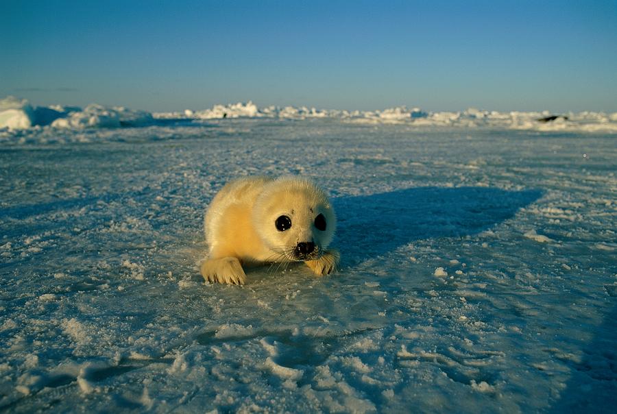 A Newborn Harp Seal Pup Photograph by Norbert Rosing