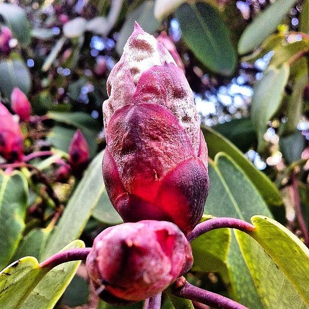 Spring Photograph - A Nice #flower #bud Of A #rhododendron by Victor Wong