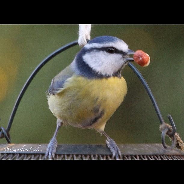 Ornithology Photograph - A Nut - Quick - I Got The Prize!! Blue by Caroline Coles