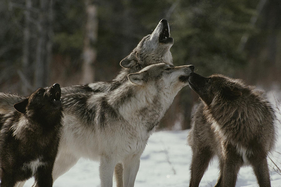 A Pack Of Gray Wolves, Canis Lupus Photograph by Jim And Jamie Dutcher