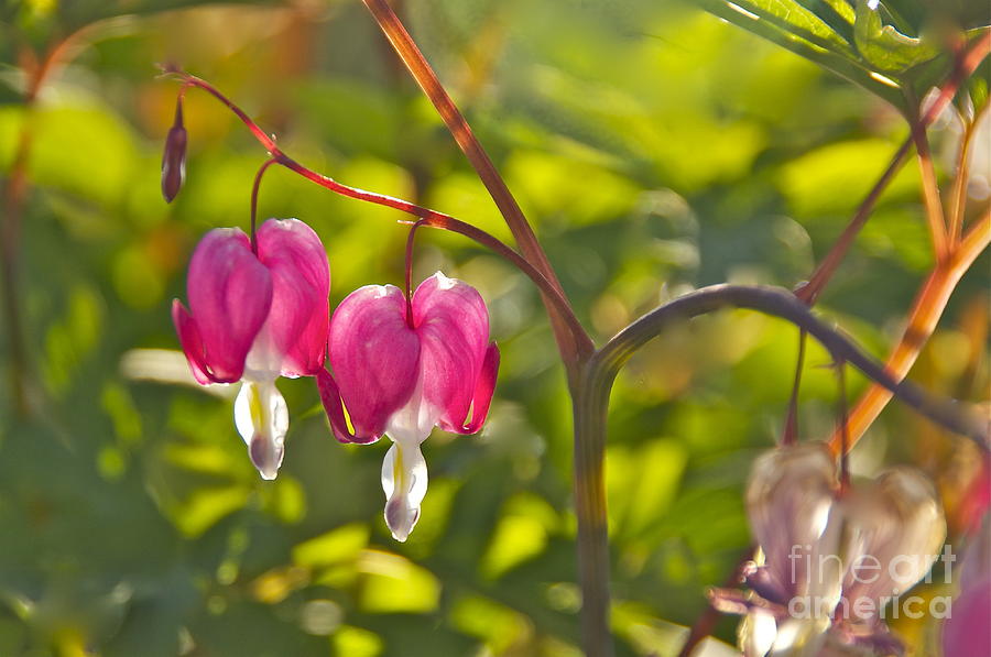 A Pair of Bleeding Hearts Photograph by Sean Griffin