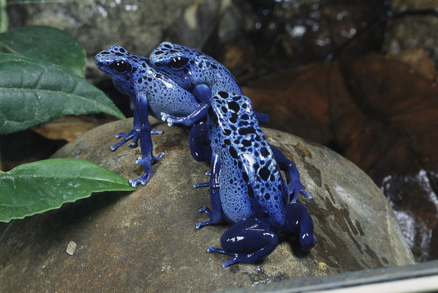 blue poison dart frog