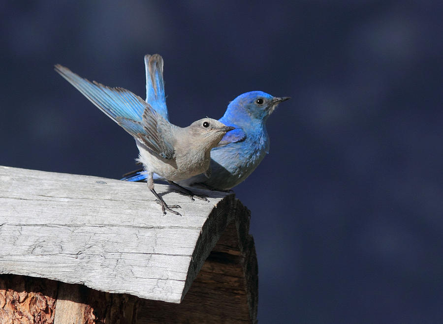 A Pair Of Bluebirds Photograph by Shane Bechler