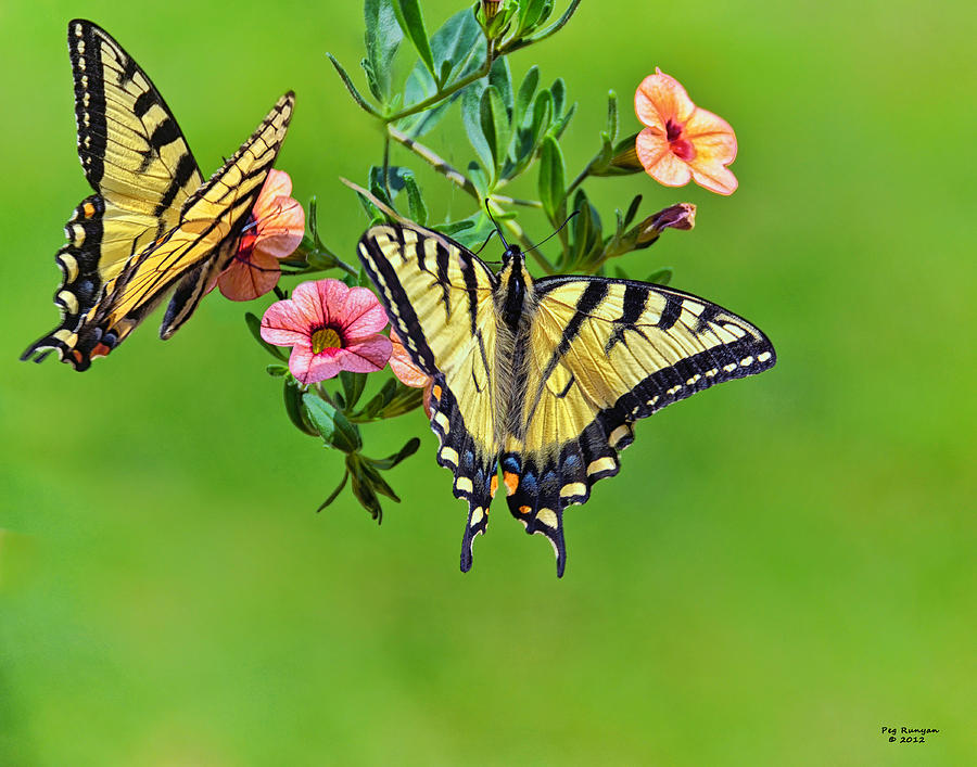 A Pair of Butterflys Photograph by Peg Runyan