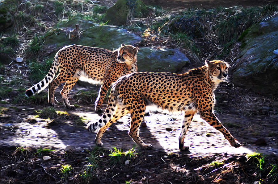 Philadelphia Photograph - A Pair of Cheetahs by Bill Cannon