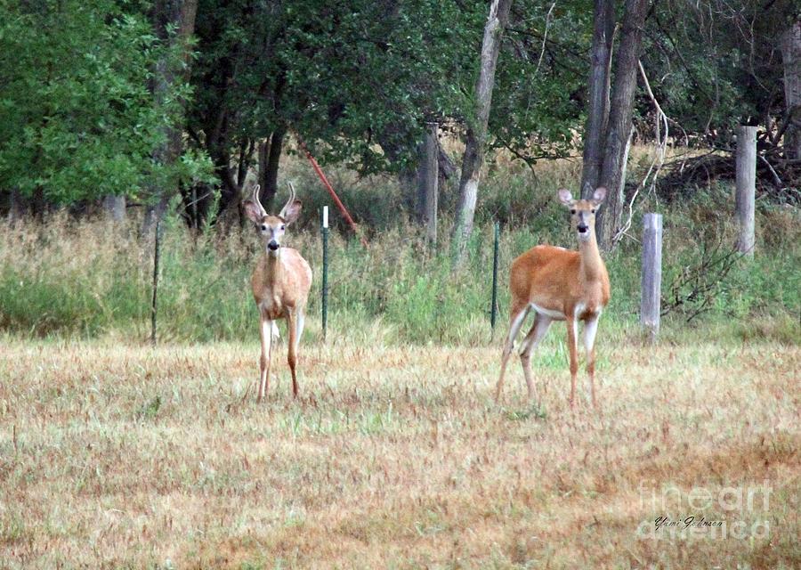 A pair of Deer Photograph by Yumi Johnson