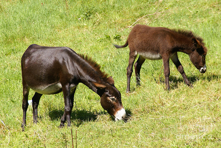 A pair of Donkeys Photograph by Rod Jones