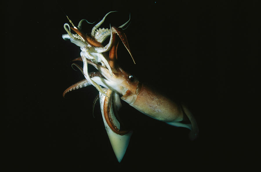 A Pair Of Giant Or Humboldt Squid Photograph by Brian J. Skerry