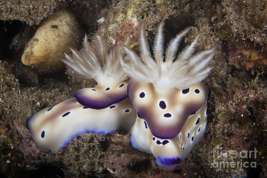 A Pair Of Nudibranch Feeding On Algae Photograph by Terry Moore