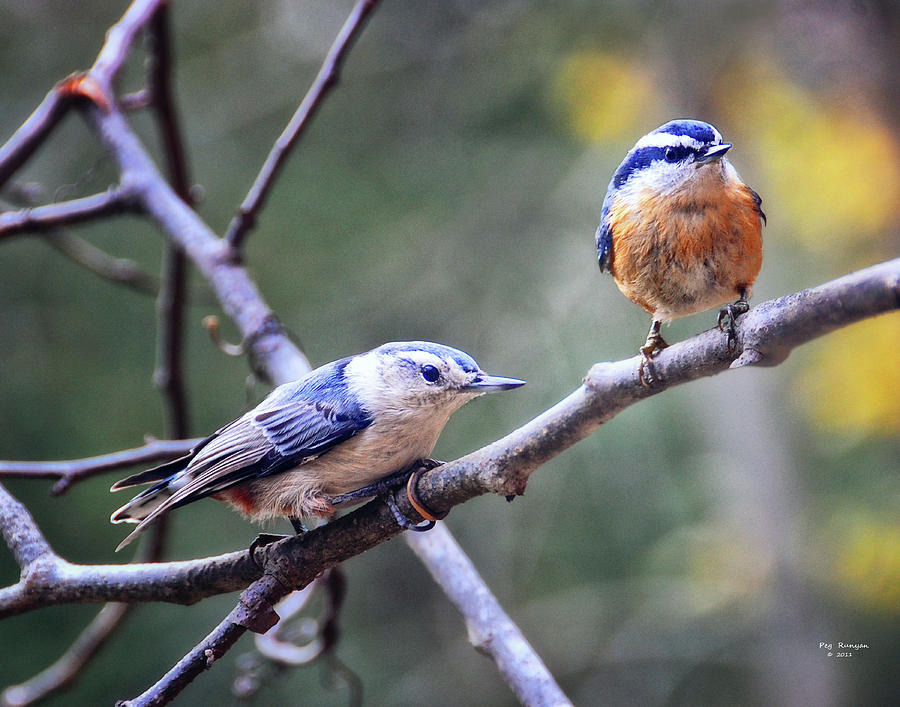 A Pair of Nuthatches Photograph by Peg Runyan