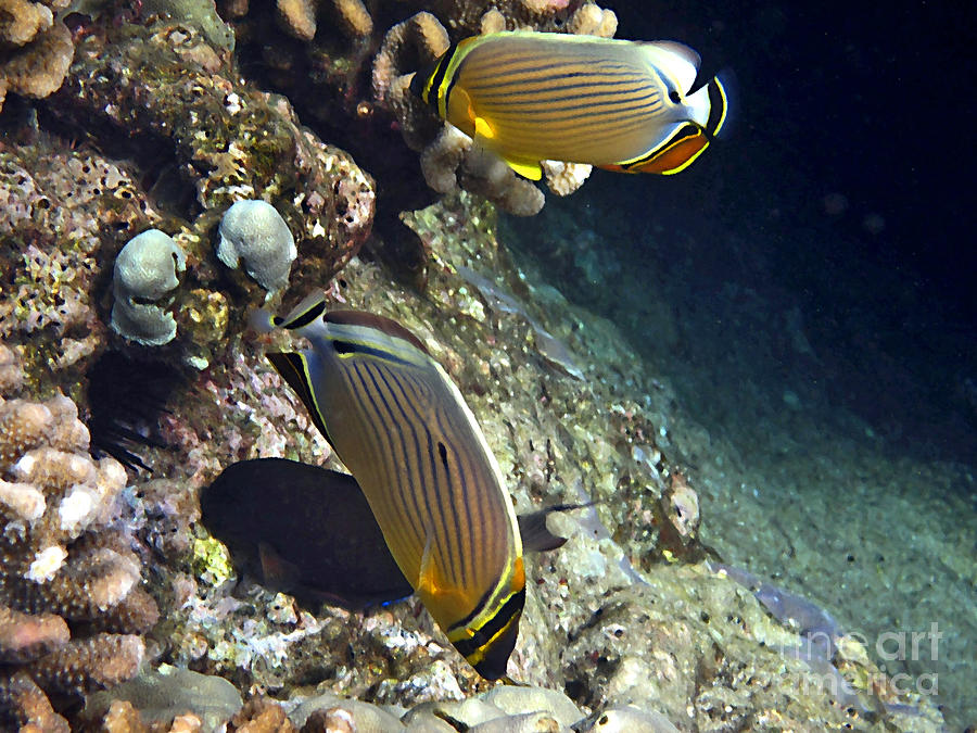 A Pair of Oval Butterflyfish Photograph by Bette Phelan