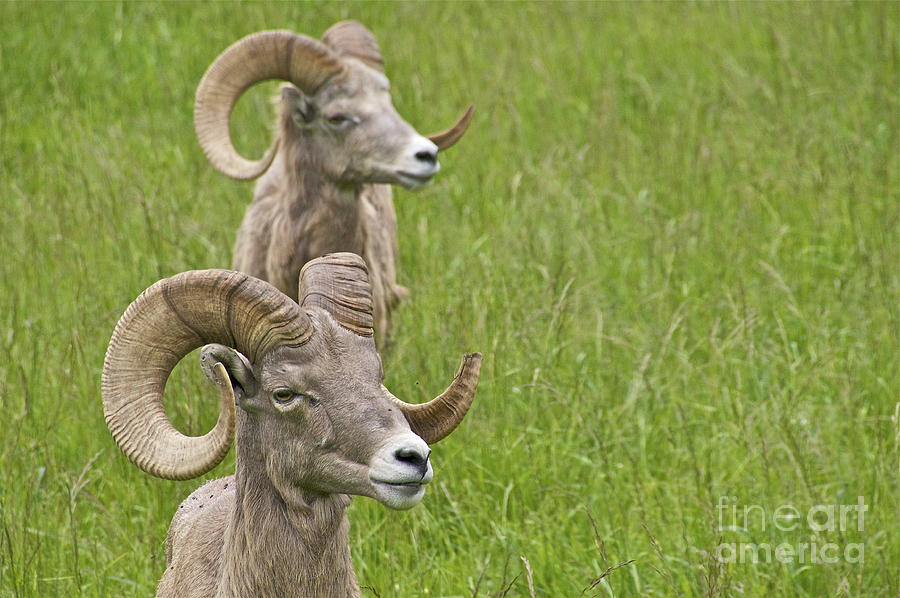 A Pair of Rams Photograph by Sean Griffin