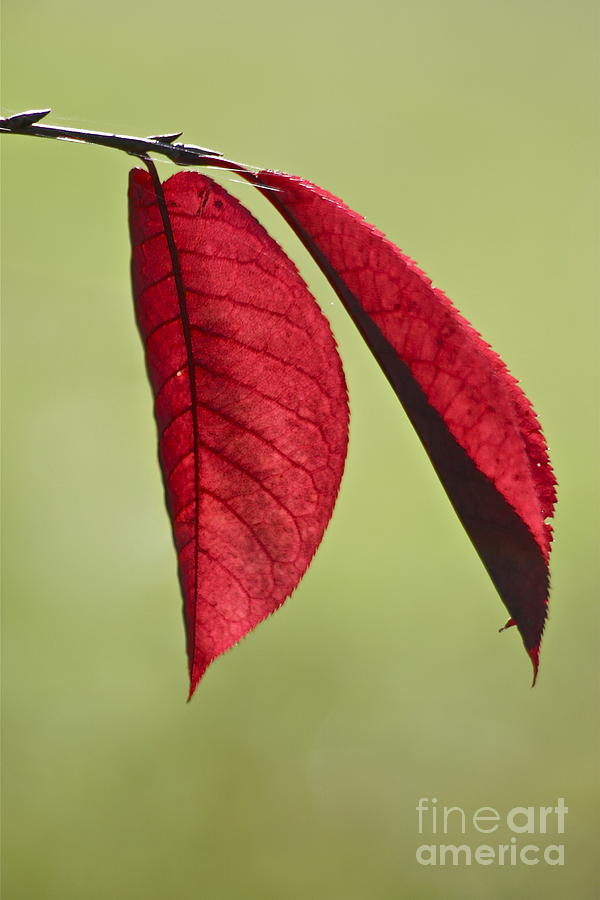 A Pair of Red Leaves Photograph by Sean Griffin