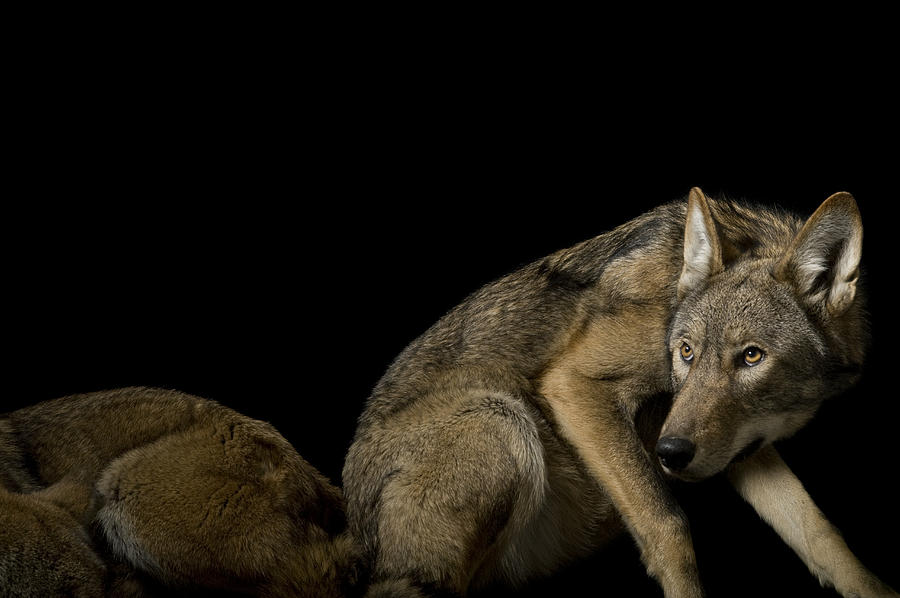 A Pair Of Red Wolves, Canis Rufus Photograph By Joel Sartore