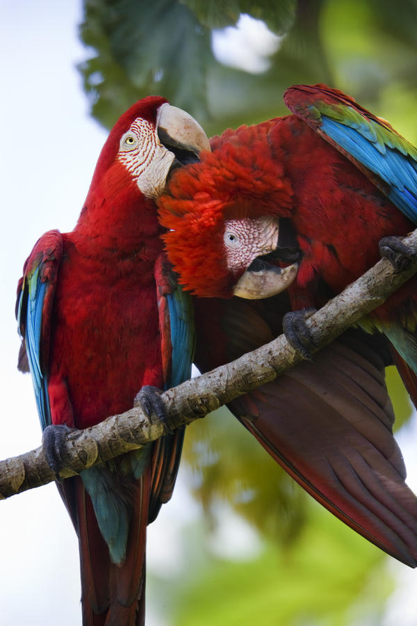 A Pair Of Scarlet Macaws Perched Photograph by Mattias Klum