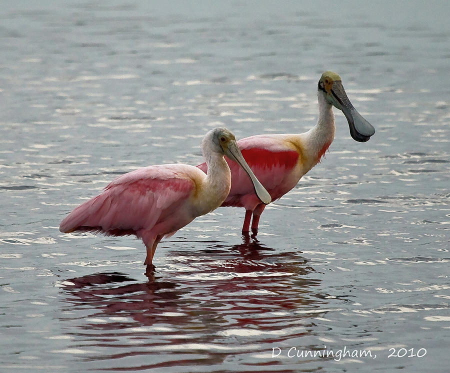 A Pair of Spoonbills Photograph by Dorothy Cunningham