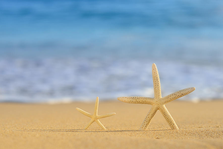 Nature Photograph - A pair of Star Fish On Golden Beach by Hegde Photos